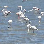 Aer 3* Lesina
