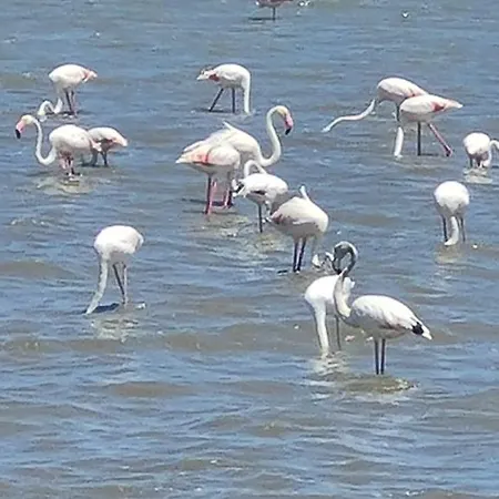 L'isola Aer 3* ليزينا